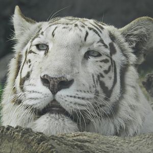 "Civa Sumac", the white tigress - Parque Zoológico Huachipa