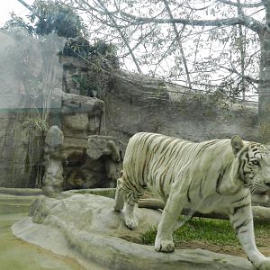 "Civa Sumac", the white tigress - Parque Zoológico Huachipa