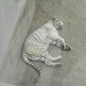 White tiger at rest - Parque Zoológico Huachipa