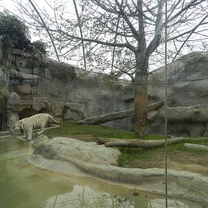 White tiger exhibit II - Parque Zoológico Huachipa