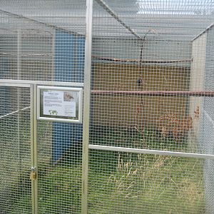 Dyrenes Verden - Black-capped lory aviary
