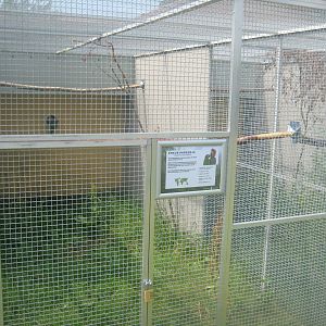Dyrenes Verden - Hawk-headed parrot aviary