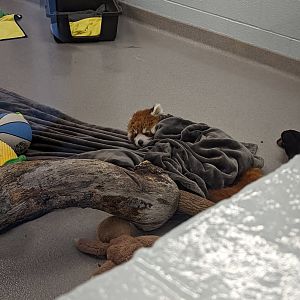 Baby Red Panda "Ravi"