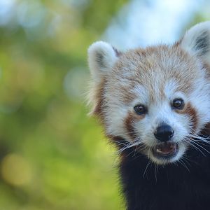 Aria, Red Panda 18/10/2022
