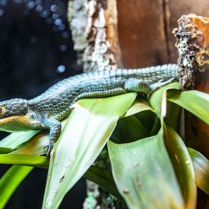 The Mexican alligator lizard (Abronia graminea)