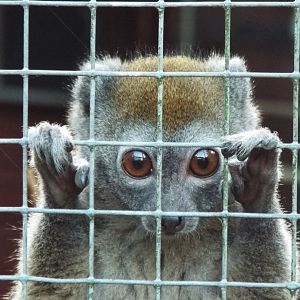 Northern/Sambirano Bamboo Lemur, Banham Zoological Gardens