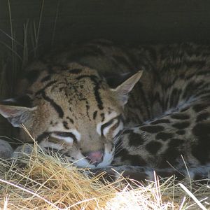 Ocelot (Leopardus pardalis)