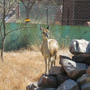 Klipspringer (Oreotragus oreotragus)