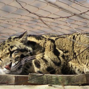 Clouded Leopard (Neofelis nebulosa nebulosa)