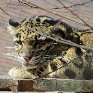 Clouded Leopard (Neofelis nebulosa nebulosa)