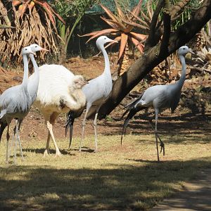 Greater Rhea and Blue Crane in large mixed species exhibit