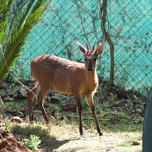 Common Duiker (Sylvicapra grimmia)