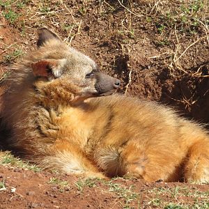 Aardwolf (Proteles cristata)