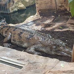 Tomistoma