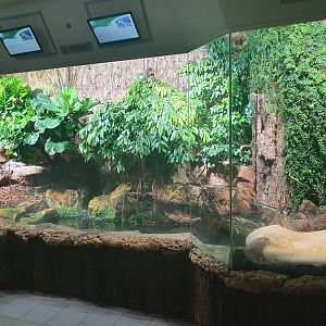 Burmese & Reticulate python exhibit