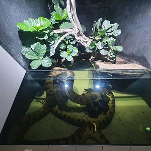 Green Anaconda exhibit