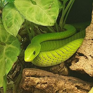 Eastern green mamba