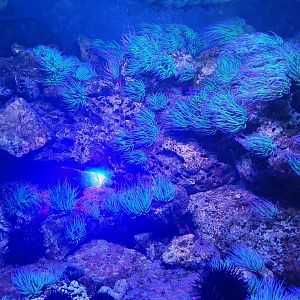 Aptly named "Blue tank"