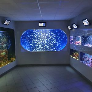 Jellyfish room
