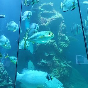 One of the older large tanks