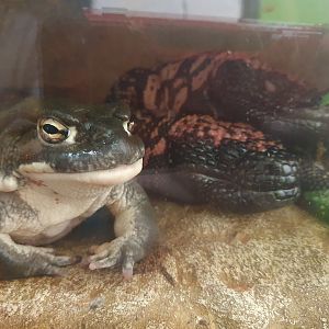 Colorado river toad & gila monsters
