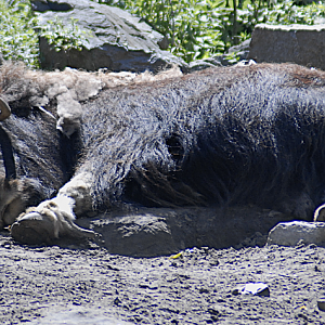 Muskox - Berlin Tierpark 2022