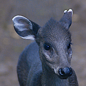 Tufted Deer - Berlin Tierpark 2022