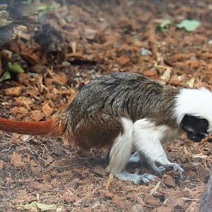 Cotton-top tamarin (Saguinus oedipus), 2022-09-15