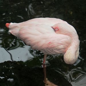 Lesser flamingo (Phoeniconaias minor), 2022-09-14