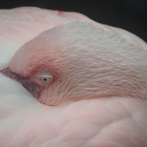 Lesser flamingo (Phoeniconaias minor), 2022-09-14