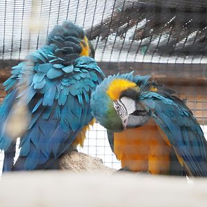 Blue-and-gold macaws (Ara ararauna), 2022-09-14