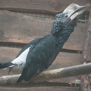 Silvery-cheeked hornbill (Bycanistes brevis), 2022-09-14