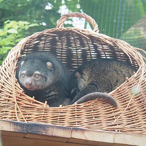 Sulawesi bear cuscuses (Ailurops ursinus) in wicker basket, 2022-09-14