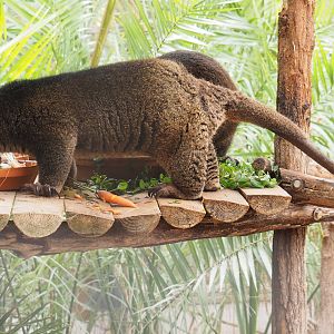 Sulawesi bear cuscus (Ailurops ursinus), 2022-09-15