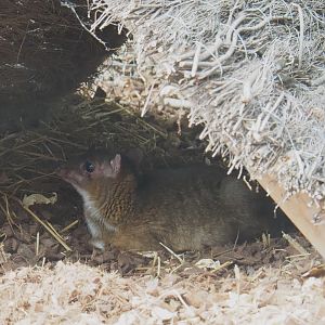 Javan mouse deer  (Tragulus javanicus), 2022-09-15