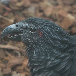 Pesquet's parrot (Psittrichas fulgidus), 2022-09-14