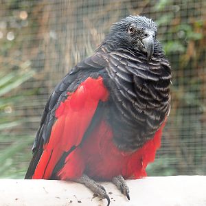 Pesquet's parrot (Psittrichas fulgidus), 2022-09-15