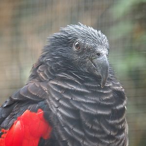 Pesquet's parrot (Psittrichas fulgidus), 2022-09-15