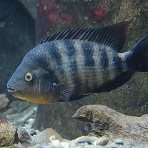 Flaveolus cichlid (Amphilophus flaveolus)