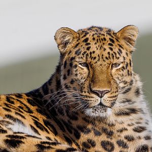 "Drake" the male amur Leopard
