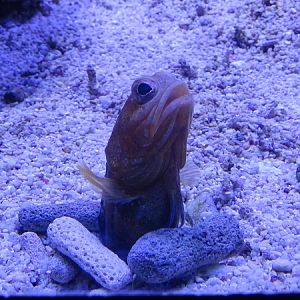 Opistognathus scops or O. castelnaui (Aquazoo Düsseldorf 2022)