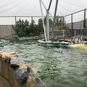 Penguin and Tern enclosure