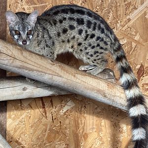 European Genet