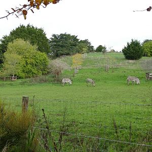 Hartmann's Mountain Zebras, October 2022