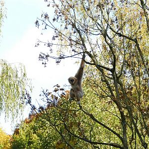 Lar gibbon, October 2022