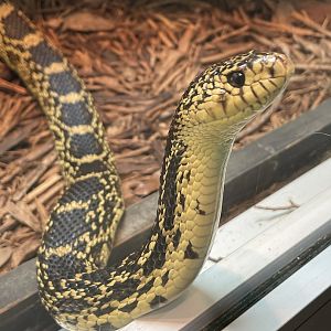 Louisiana pine snake (Pituophis ruthveni)
