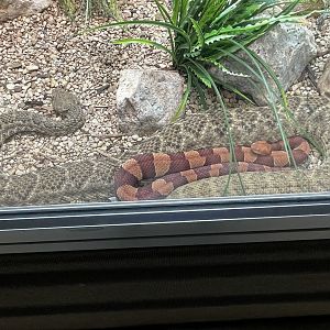 Western diamondback rattlesnake and broad banded copperhead cuddling