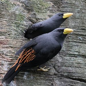 Grosbeak starlings