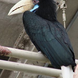 Wreathed hornbill - female