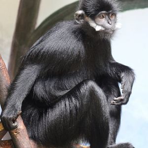 Francois langur